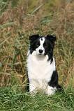 BORDER COLLIE 1358